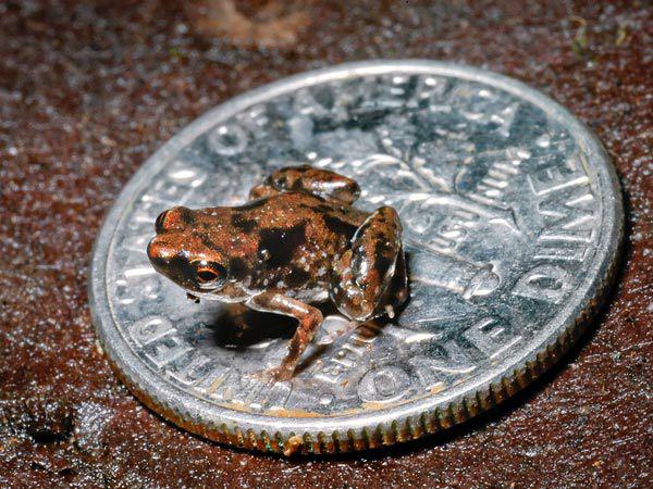 world smallest frog