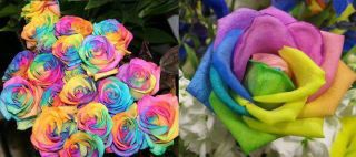 The Rainbow Rose