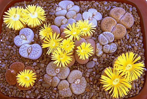 The Plants That Look Like Stones!