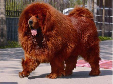 The world's Most expensive DOG!