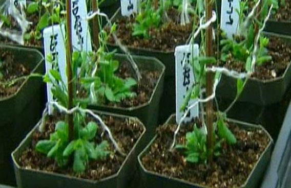 New Plants Can Detect Bombs by Changing Color