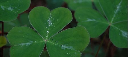 'Artificial leaves' produce electricity